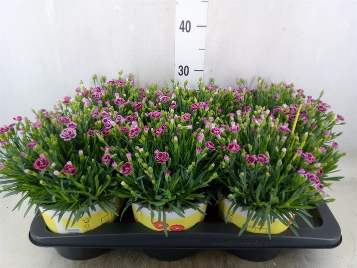 <h4>Dianthus allw. 'Lucky Lips Lara'</h4>