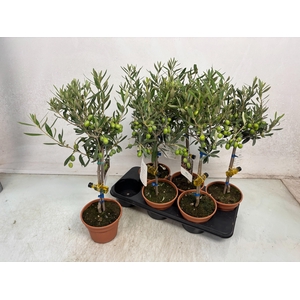 OLEA EUROPAEA