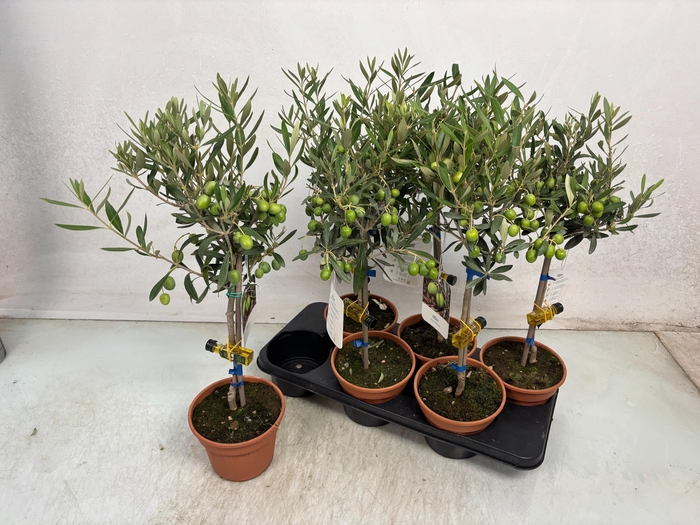 <h4>OLEA EUROPAEA</h4>