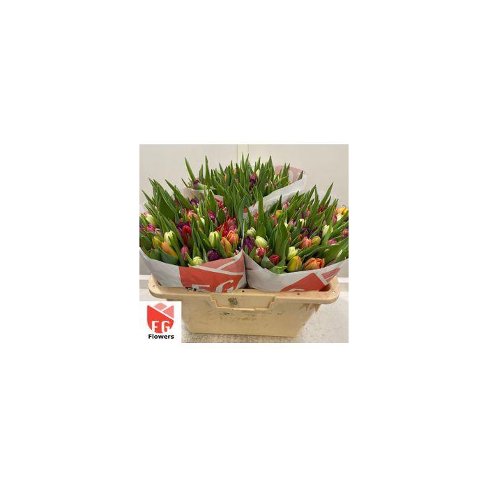 <h4>TU DU GEM Papier</h4>