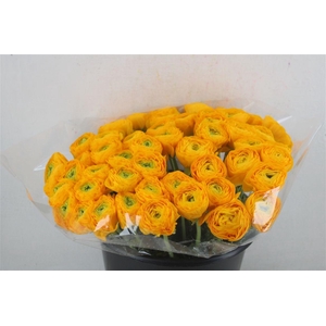 Ran Cloni Ex Solaris