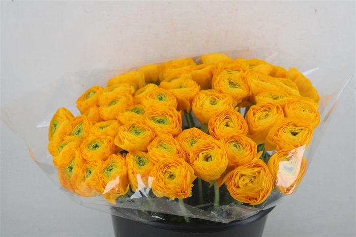 <h4>Ran Cloni Ex Solaris</h4>