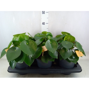 Peperomia polybotrya 'Raindrop'