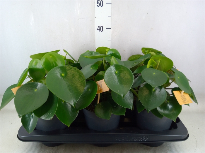 <h4>Peperomia polybotrya 'Raindrop'</h4>