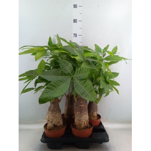 Pachira aquatica