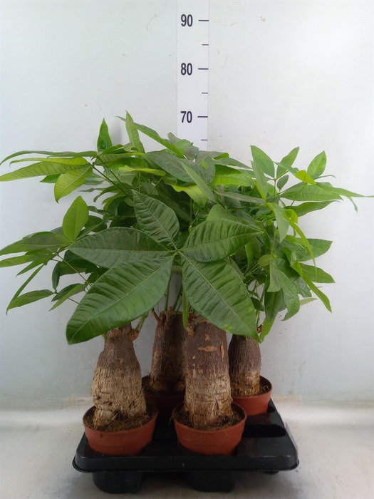 <h4>Pachira aquatica</h4>