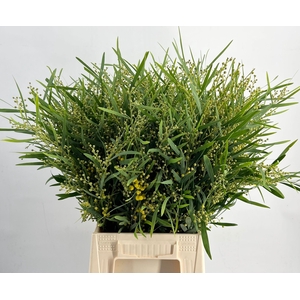 Acacia Floribunda 150gr Extra