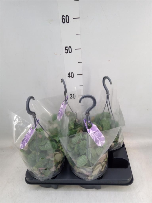 <h4>Saxifraga stol.</h4>