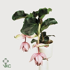 Medinilla Magnifica 2+