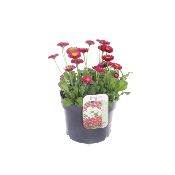 <h4>Bellis perennis Tasso Red</h4>