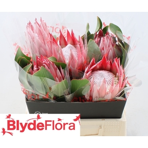 Protea Cynaroides 'clare'