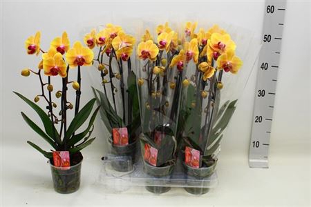 <h4>Phal El Cascade 2 Branche 16+</h4>