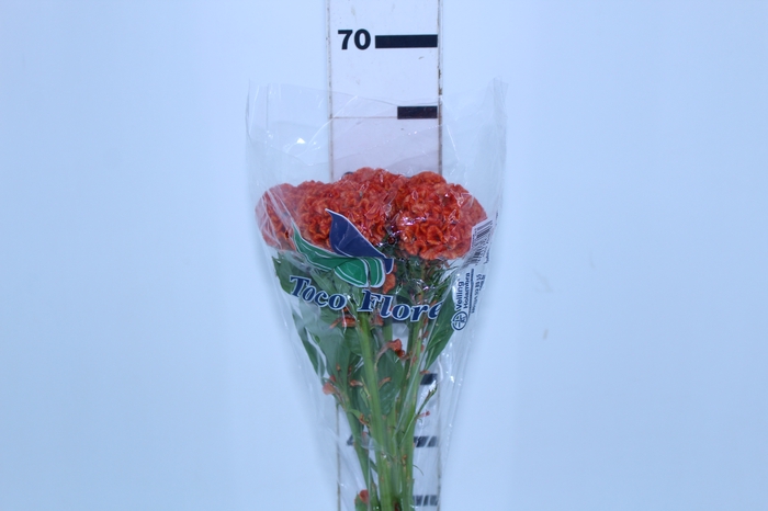CELOSIA PERSIMMON CHIEF 060 CM LARANJA