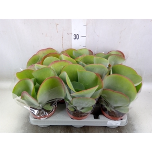 Kalanchoe NF thyrsiflora 'Red Lips'
