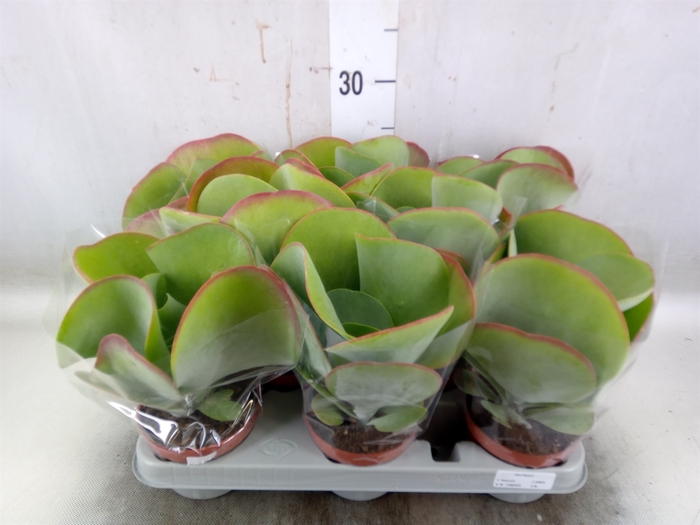 <h4>Kalanchoe NF thyrsiflora 'Red Lips'</h4>
