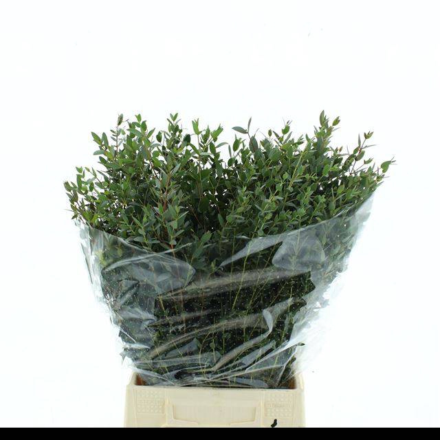 <h4>EUC PARVIFOLIA P BS</h4>