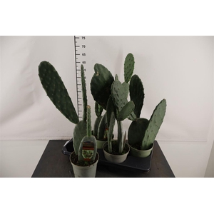 Cactus 17 Cm. P. Opuntia Ficus Indica