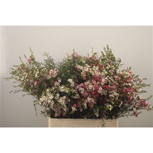 Chamelaucium My Sweet 16