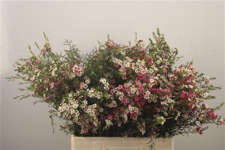 <h4>Chamelaucium My Sweet 16</h4>