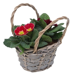 Primula tasje gemengd 334