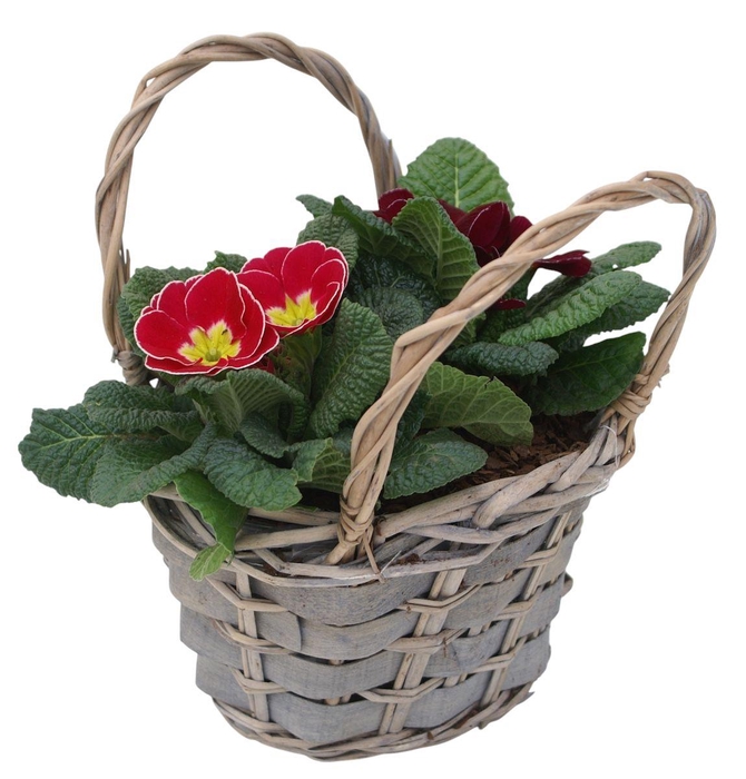 <h4>Primula tasje gemengd 334</h4>