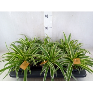 Chlorophytum com. 'Ocean'