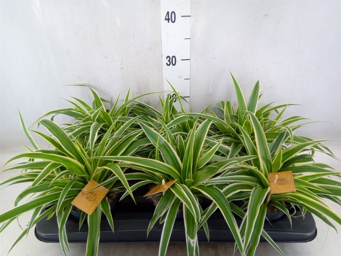 <h4>Chlorophytum com. 'Ocean'</h4>