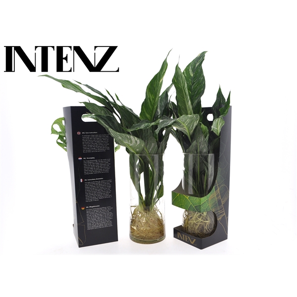 <h4>Spathiphyllum Diamond</h4>