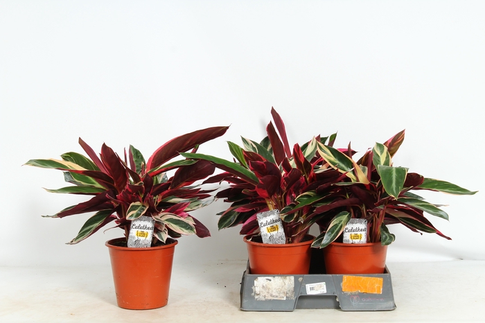 <h4>STROM SA TRIOSTAR</h4>