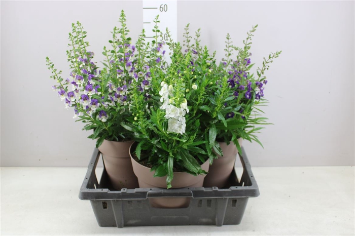 <h4>Angelonia Mix In Pot</h4>