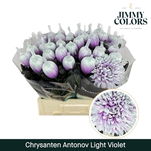 Chr G Antonov klbh Light Violet