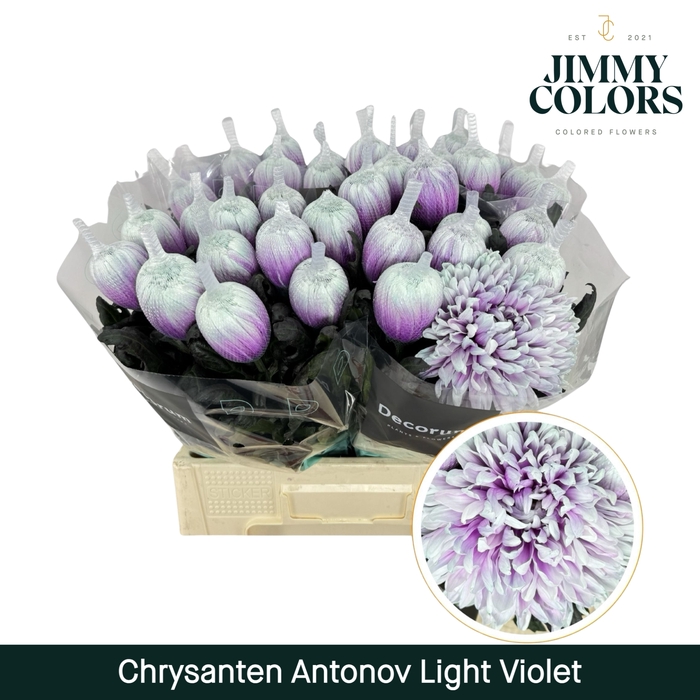 <h4>Chr G Antonov klbh Light Violet</h4>