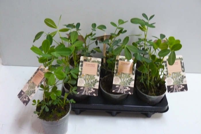 <h4>ARACHIS HYPOGAEA</h4>