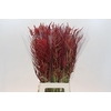 Bromelia Red Paloma