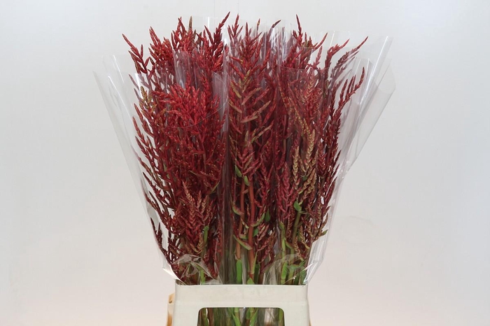 <h4>Bromelia Red Paloma</h4>