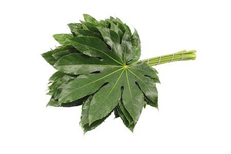 <h4>Aralia 35cm</h4>