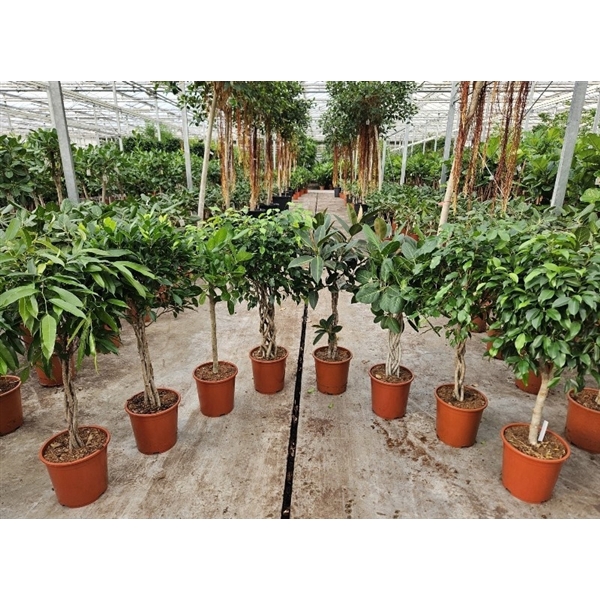 <h4>Ficus Mixkar</h4>