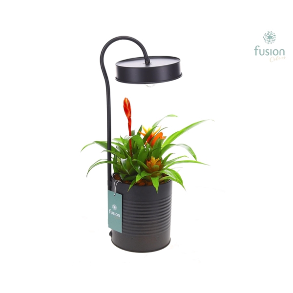 Lamp metaal zwart met LED verlichting met Bromelia mix