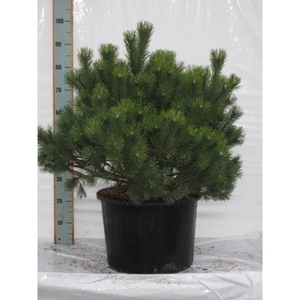 Pinus mugo mughus