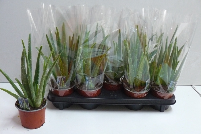 <h4>ALOE VERA</h4>