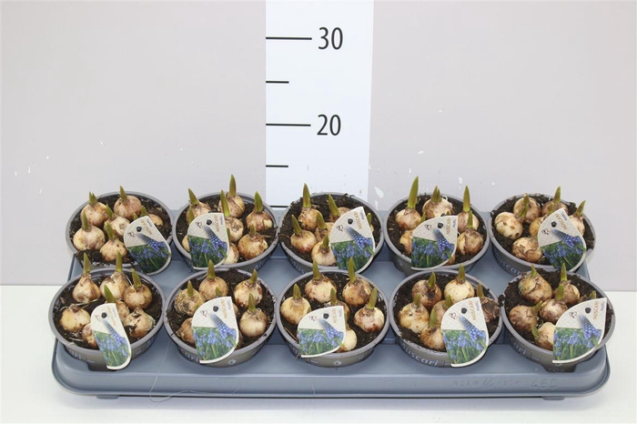 <h4>Muscari Mabel Blue</h4>