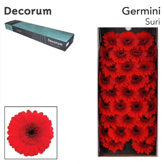 <h4>Germini Suri Half doos</h4>