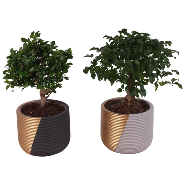 <h4>Bonsai Indoor Mix Ø12cm Ball Shape in Ø14cm Ceramic PL468</h4>