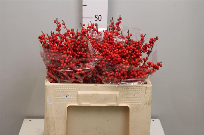 <h4>Ilex Ve Rode Bes</h4>