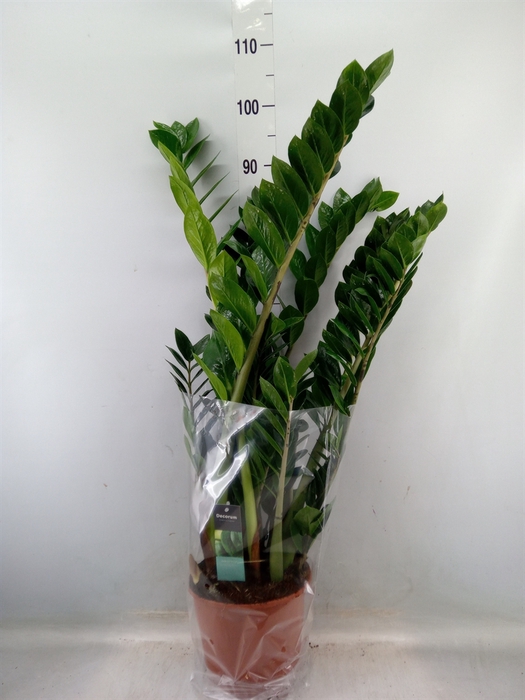 <h4>Zamioculcas zamiifolia</h4>