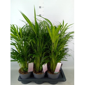 Dypsis lutescens   ...Chrysalidoca