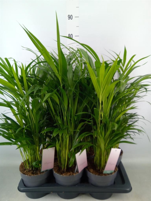 <h4>Dypsis lutescens   ...Chrysalidoca</h4>