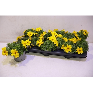 arr8 Bid Eldoro Grande