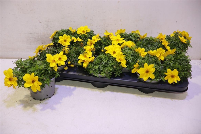 <h4>Bid Eldoro Grande</h4>