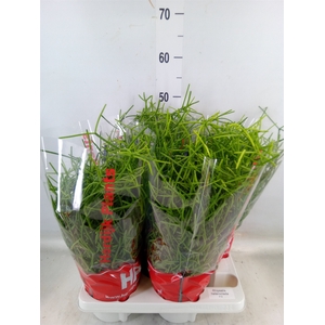 Rhipsalis heteroclada